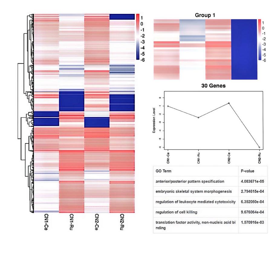 图3.梅花鹿瘤胃和空胃差异表达基因聚类