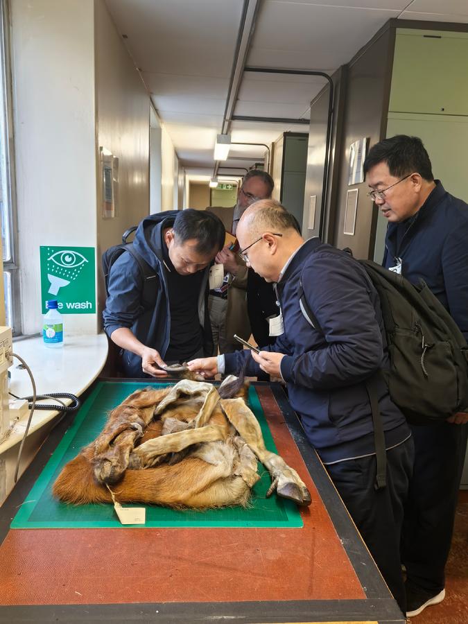 在伦敦自然史博物馆研究麋鹿标本