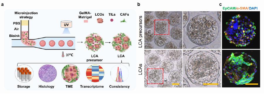 图3. LCA模型制备技术与表征