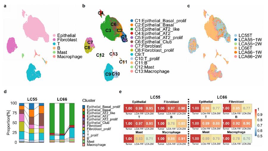 图4. LCA模型具有肿瘤异质性和微环境特征