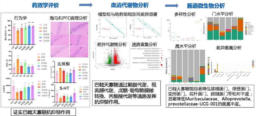 图2.巴戟天寡糖的作用机制研究