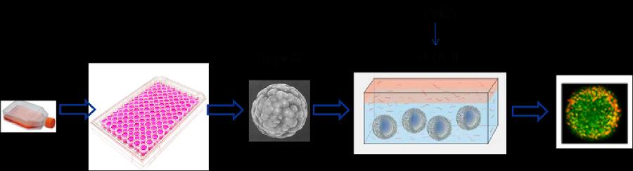 图4.远端趋化三维肝癌模型