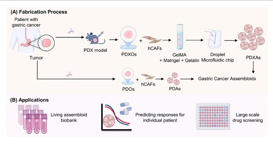 图2. 胃癌肿瘤模型构建及应用