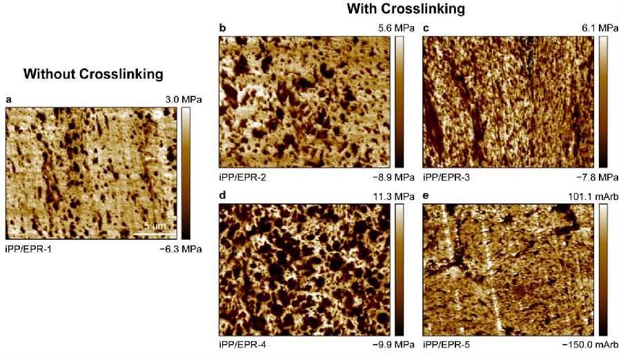 图2.支化交联和非支化交联聚丙烯多相共聚物的内部形貌AFM照片