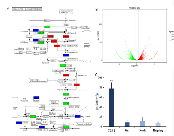 图2.麋茸再生过程中差异表达基因富集的代谢通路表达