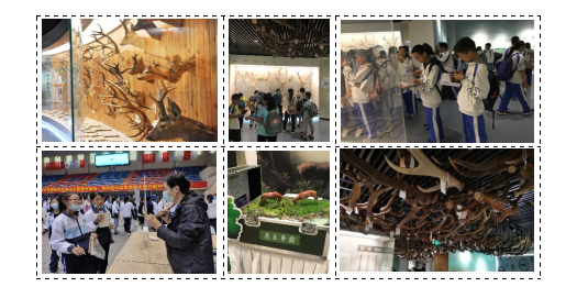 图3.前期项目成果鹿茸角再生馆藏展示展览及科学普及