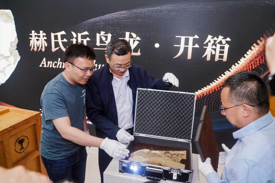 “龙吟九州·中国恐龙大展”展品开箱