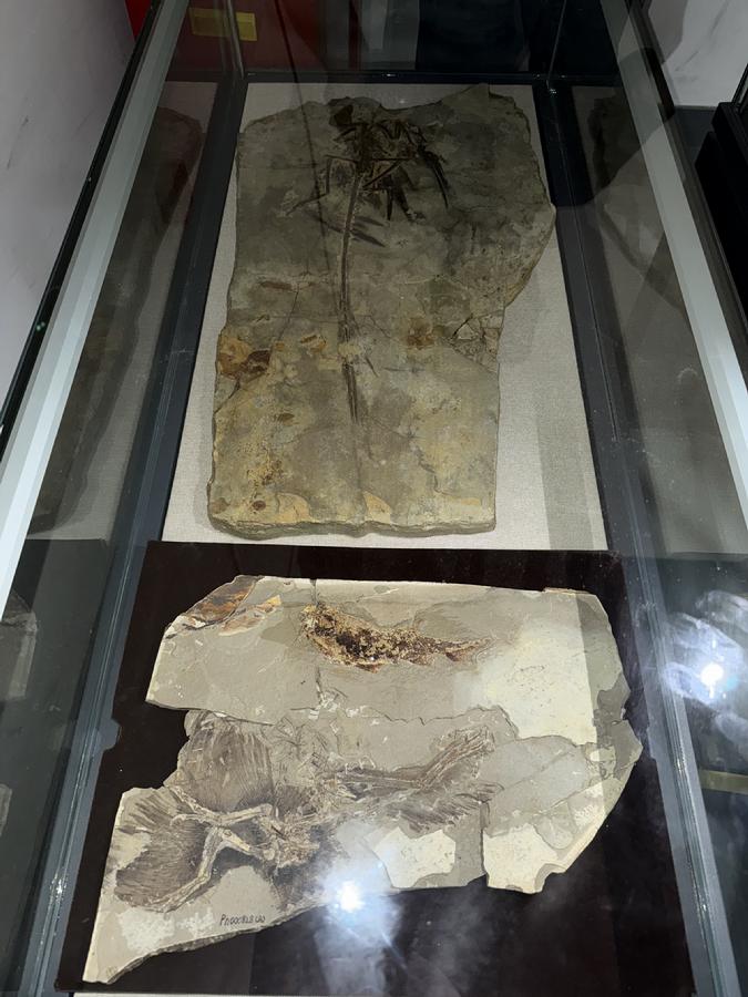 国家自然博物馆两件“羽色复原”重要化石