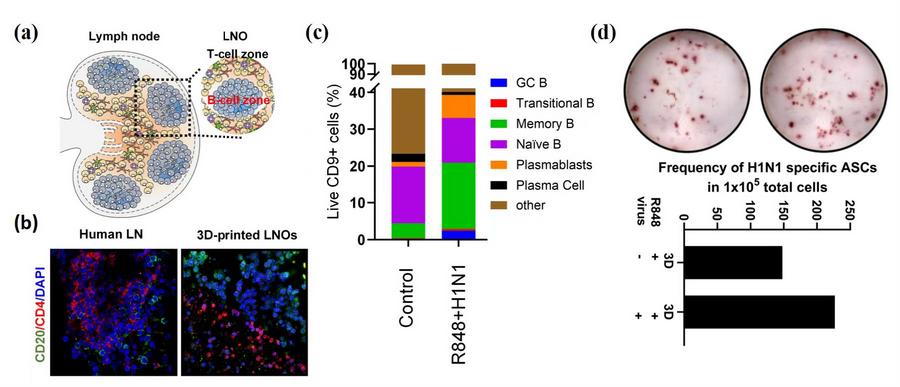 图2. 生物3D打印具有抗体分泌功能的淋巴类器官。（a）人淋巴类器官（LNO）设计。（b）3D打印淋巴类器官不同分区（T细胞区和B细胞区）鉴定。（c）在甲流疫苗刺激下，淋巴类器官中幼稚B细胞会定向分化。（d）甲流疫苗刺激淋巴类器官产生特异性抗体。
