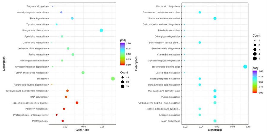 图4.（a）高浓度和（b）低浓度组与对照组的KEGG富集散点图