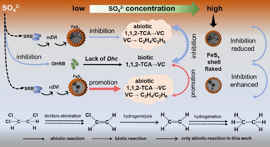 图3.SO₄²⁻对ZVI耦合生物刺激降解1,1,2-三氯乙烷的作用机理示意图