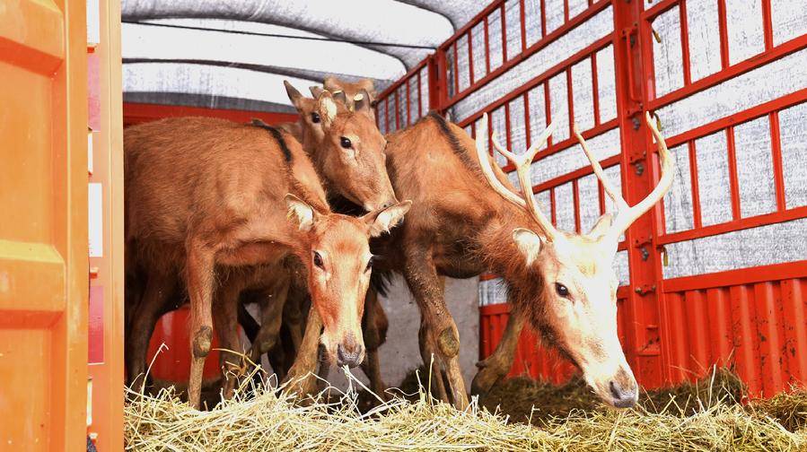 麋鹿准备下车（焦楚悦/摄）