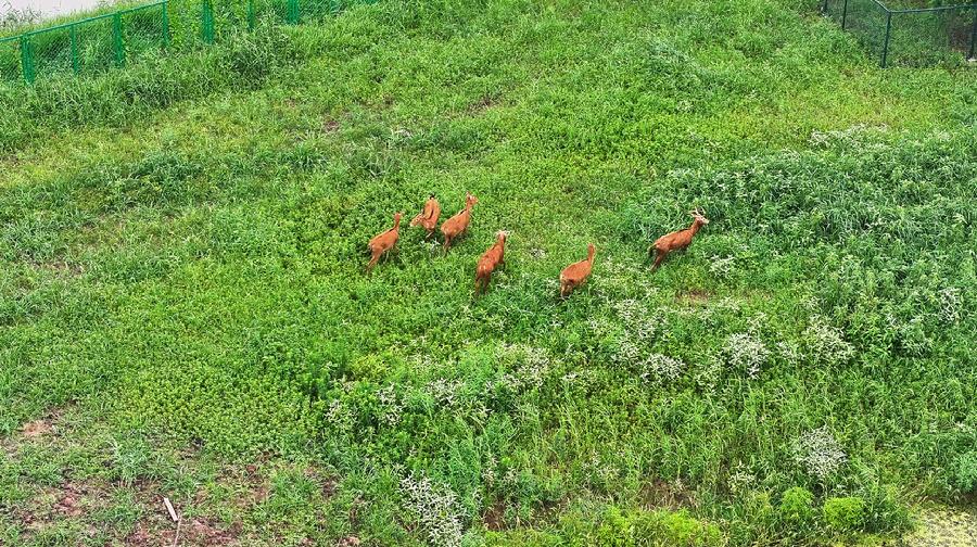 刚安家湖州吴兴世界乡村旅游小镇的麋鹿  （王赫/摄