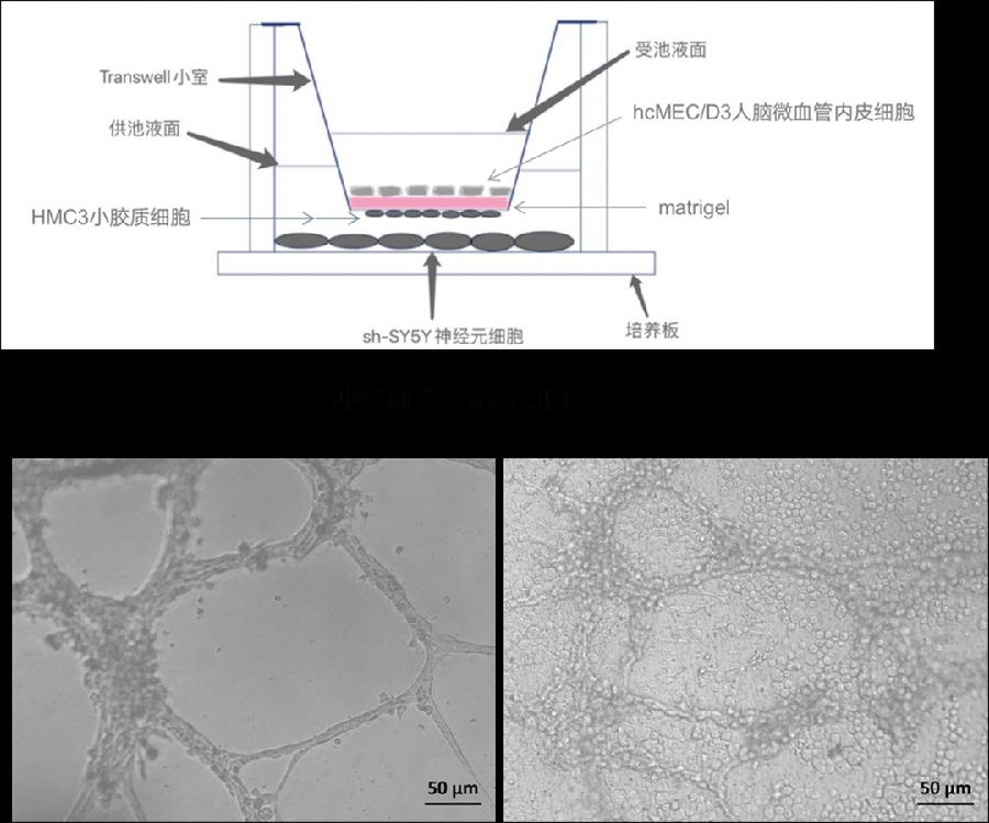 图2.神经血管单元模型