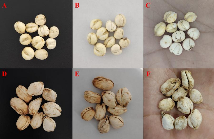 图5.基于人工智能的图像识别掺伪鉴别方法
