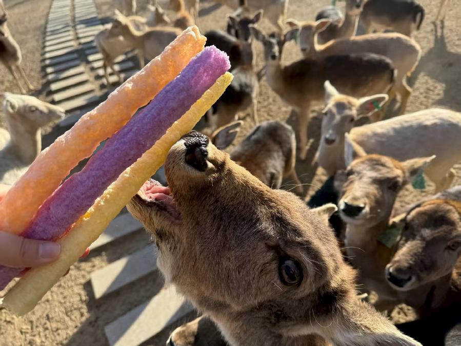 "小小饲养员"亲子体验